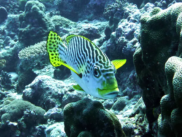 An Oriental Sweetlips.  Notice the lips. Gerald Allen, et al, Reef Fish Identification - Tropical Pacific (2003), page 170.
