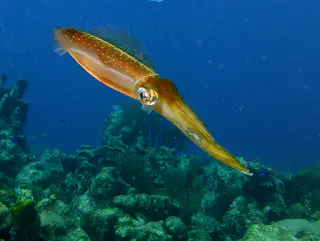 Underwater photograph by Joel Bergsma