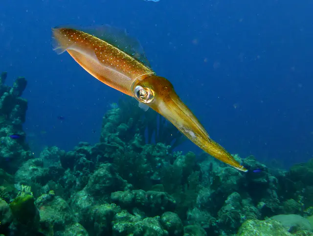 Underwater photograph by Joel Bergsma