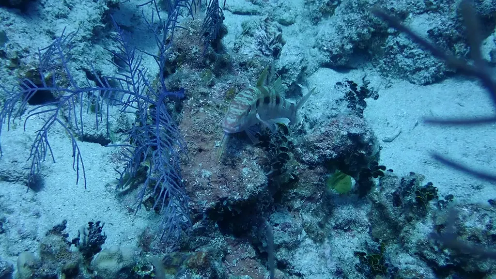 Spotted Goatfish