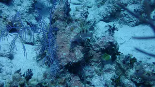 Spotted Goatfish