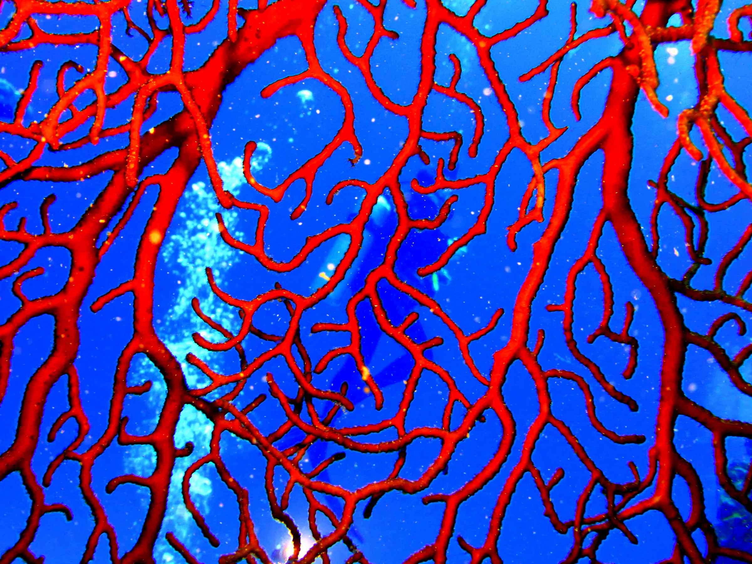 Sea Fan, Cozumel, 2014