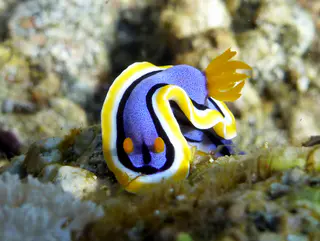 Underwater photograph by Joel Bergsma