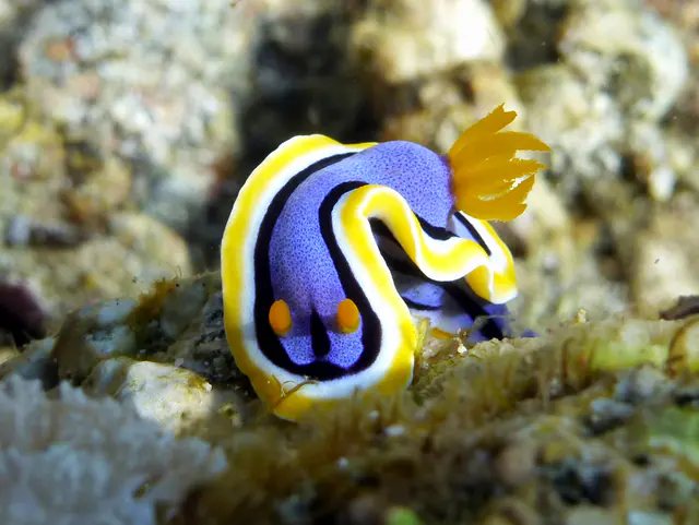 Underwater photograph by Joel Bergsma