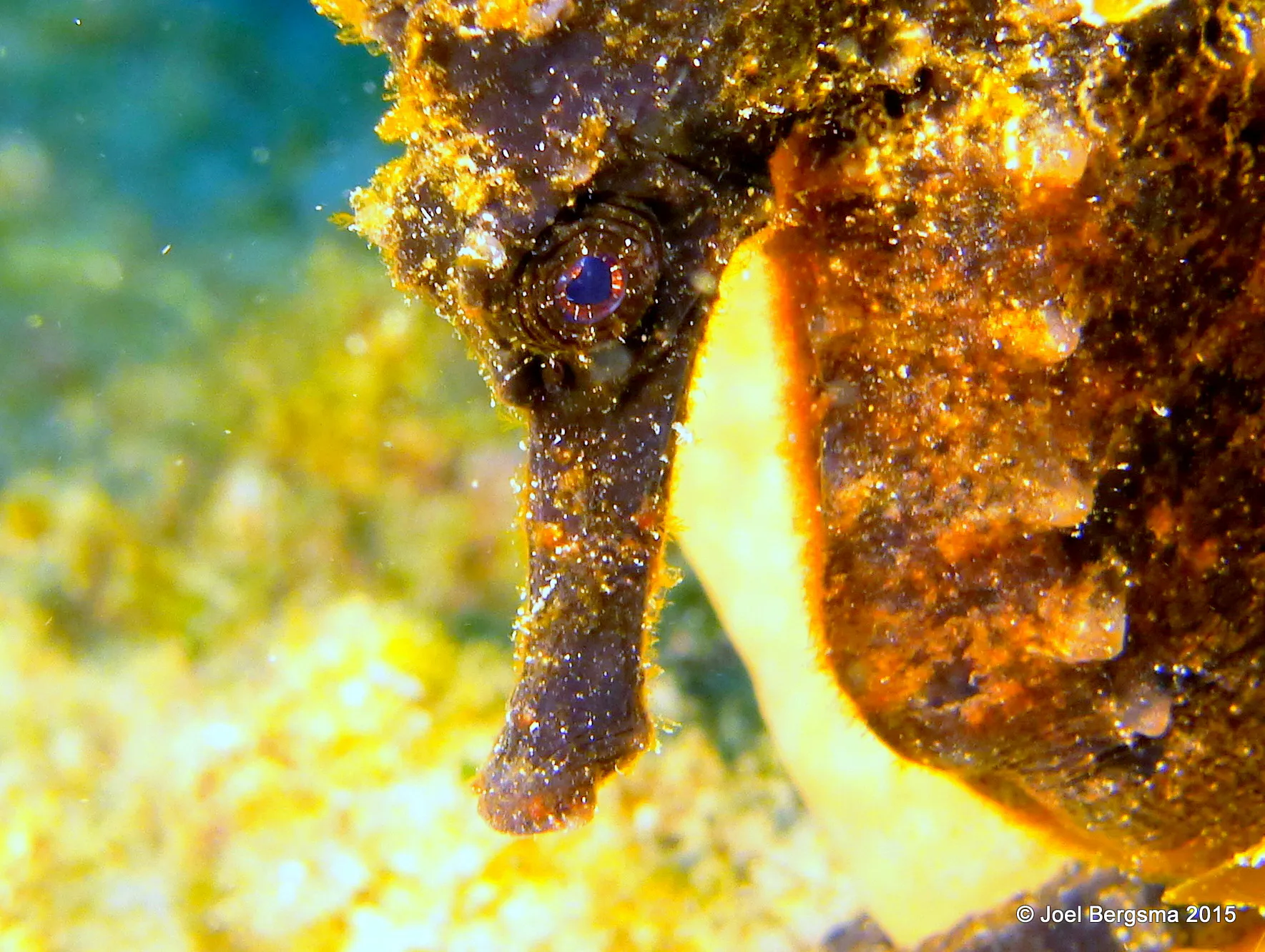 Longsnout Seahorse, Cozumel, 2015