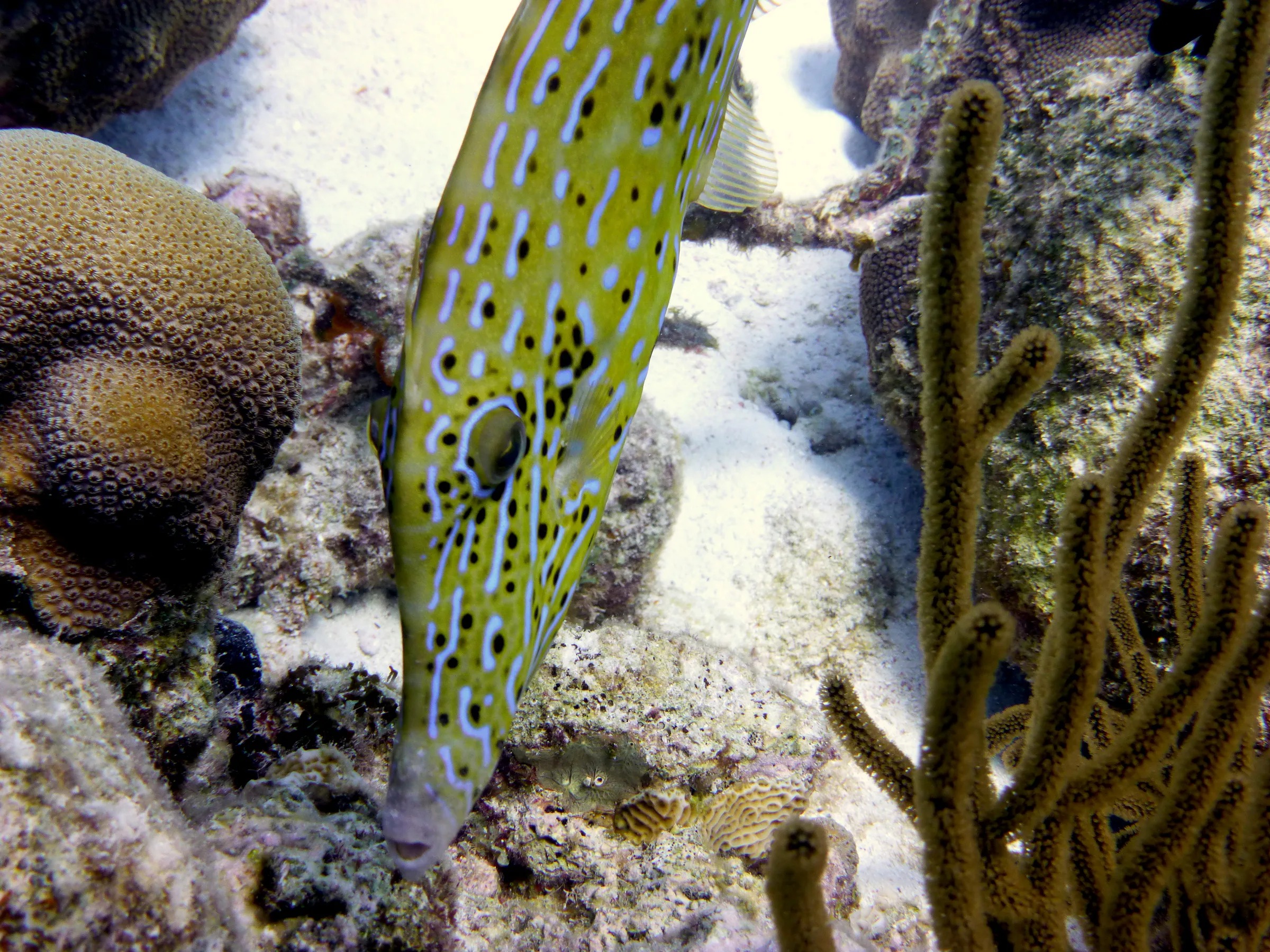 Filefish, Bonaire, 2013
