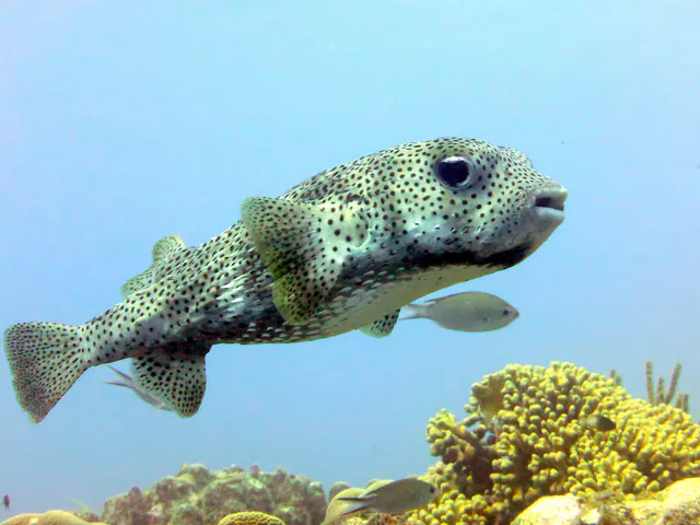 Underwater photograph by Joel Bergsma