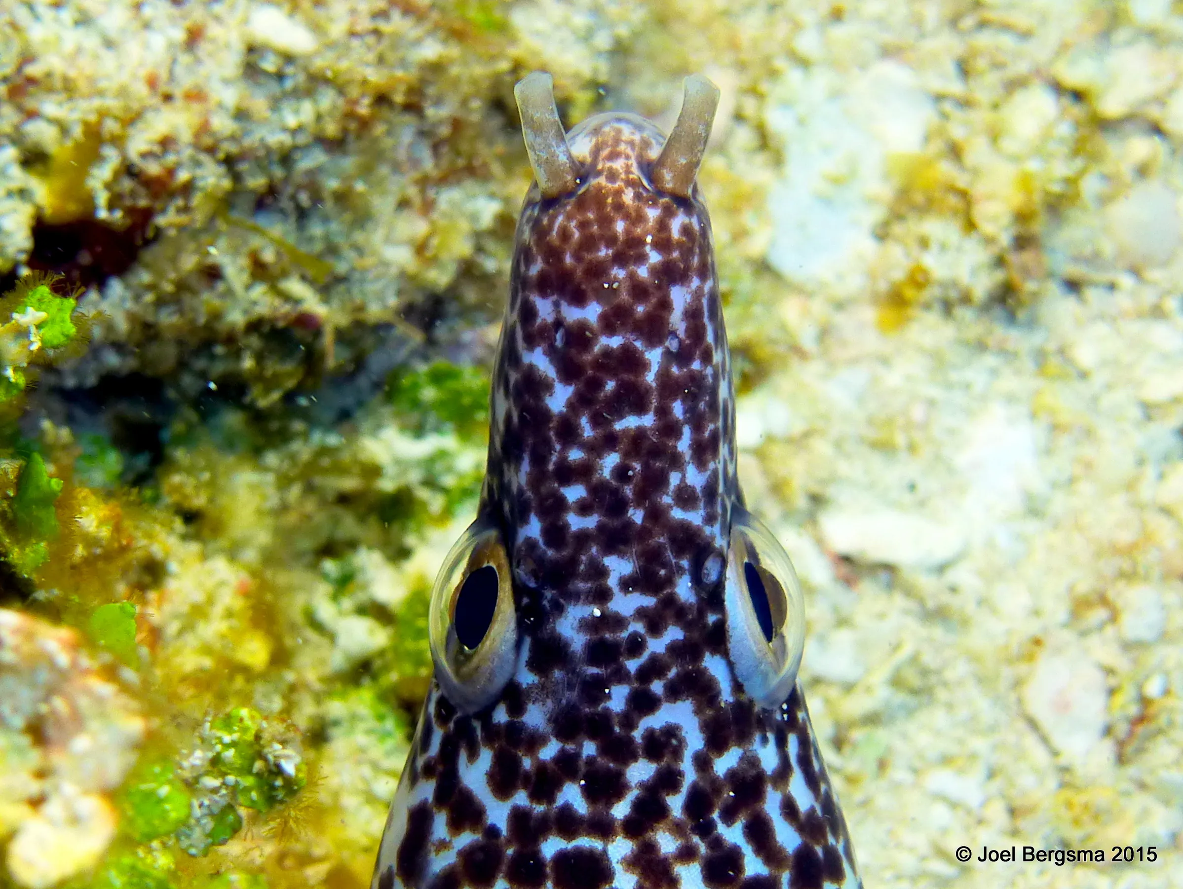 Spotted Moray Eel, Cozumel, 2015