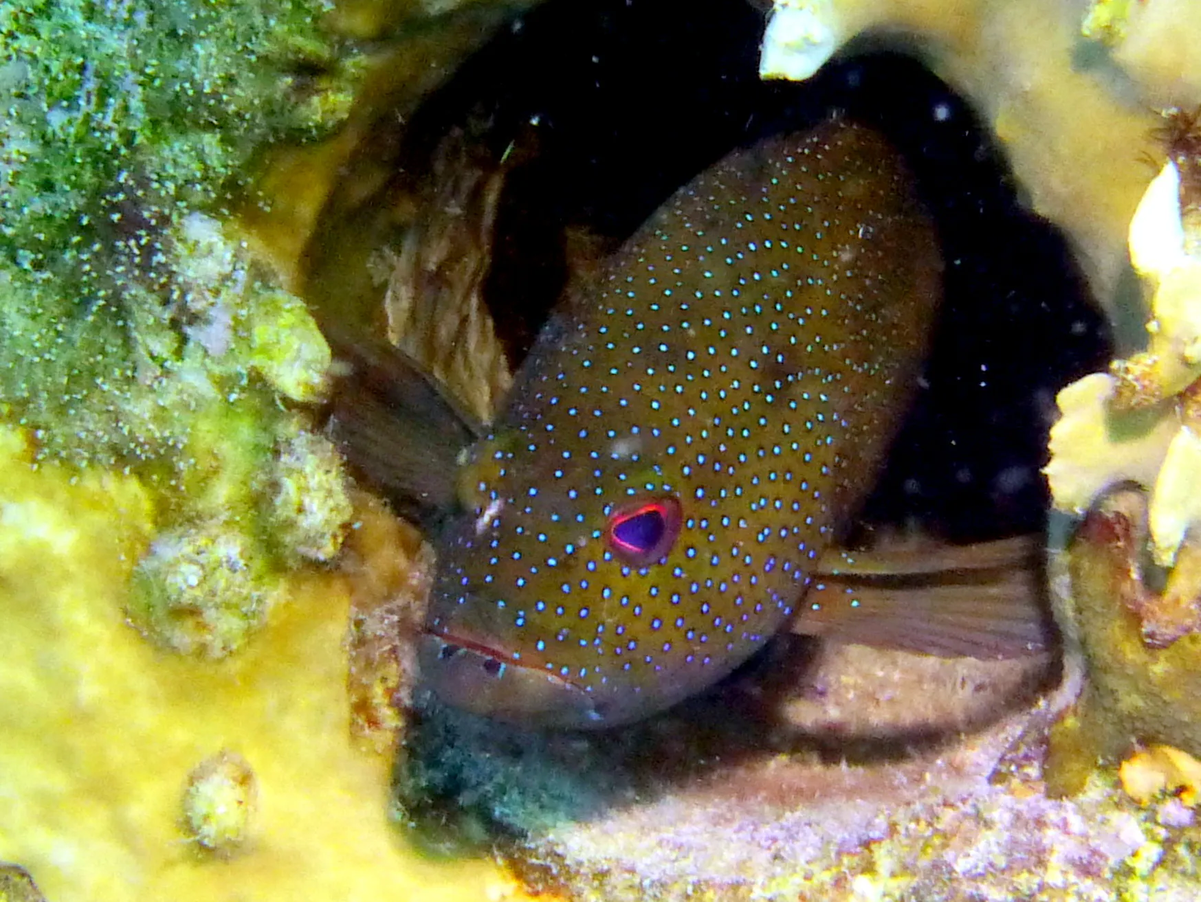 Coney, Bonaire, 2013