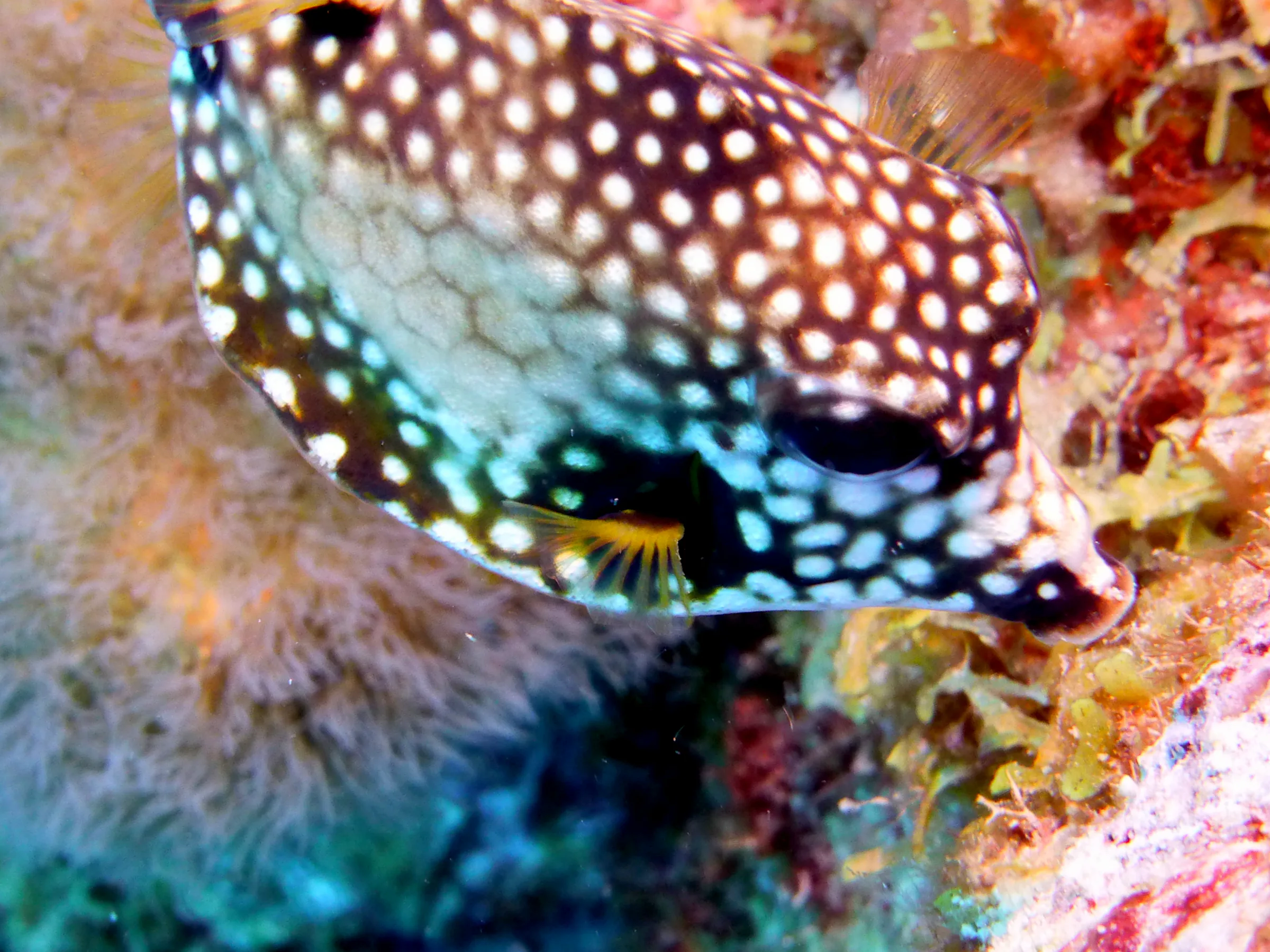 Smooth Trunkfish, Bonaire, 2013