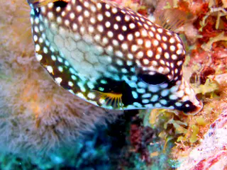 Underwater photograph by Joel Bergsma