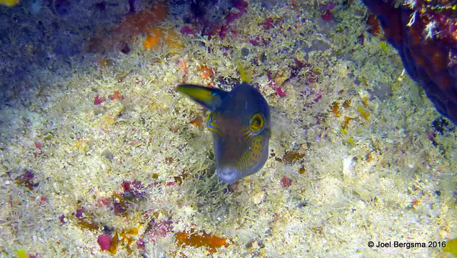 Underwater photograph by Joel Bergsma