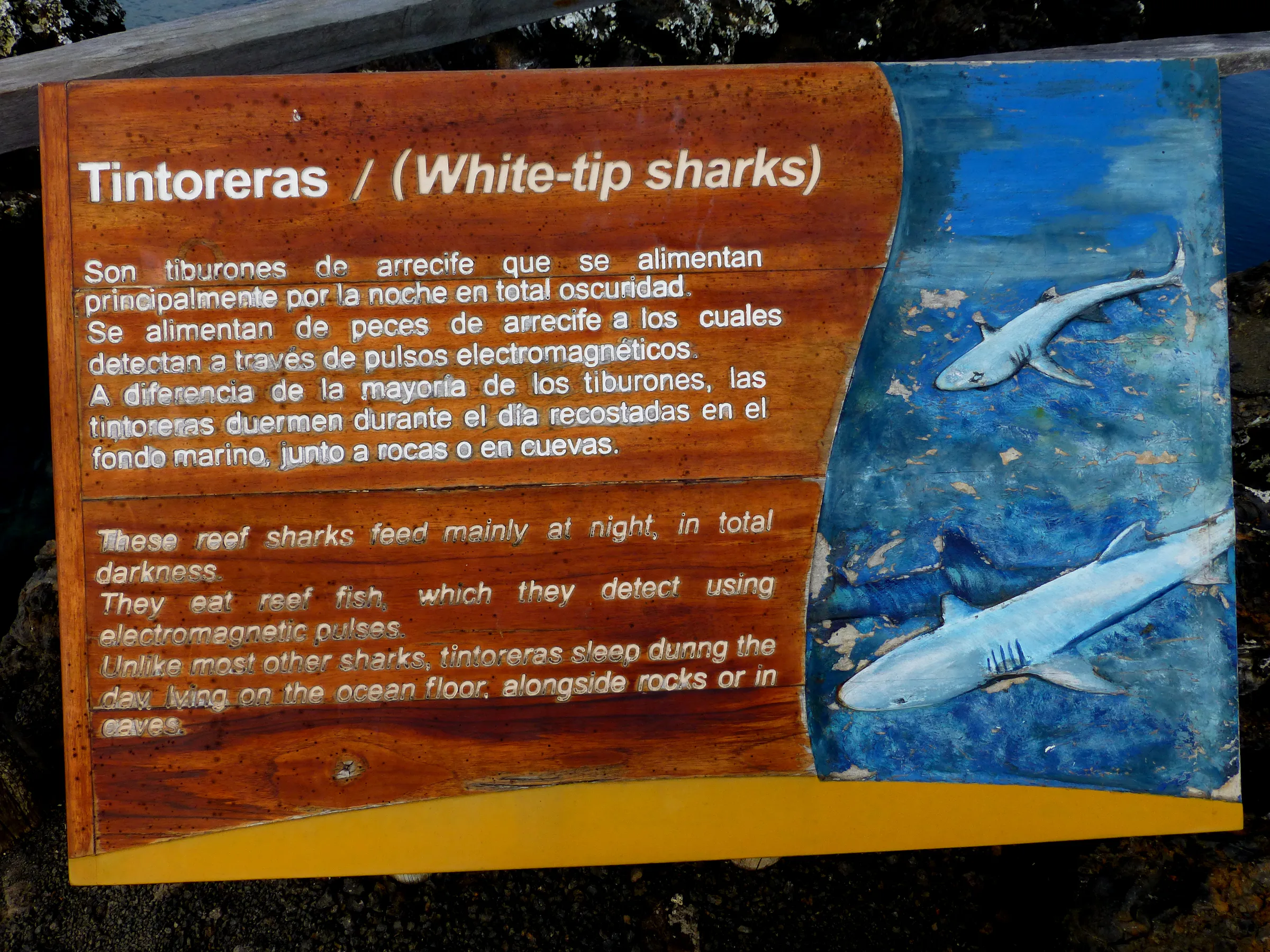 The word Tintoreras means white-tip sharks. The area is named Los Tintoreras because some of these white-tip sharks sleep during the day in the waters adjoining the islets and can be seen by tourists walking along the National Park's path.