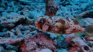 Underwater photograph by Joel Bergsma