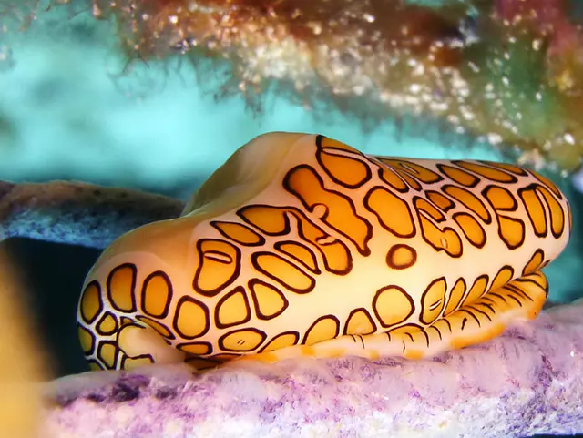Underwater photograph by Joel Bergsma