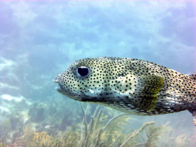 Underwater photograph by Joel Bergsma