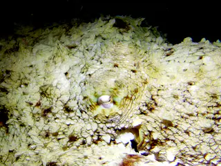 Underwater photograph by Joel Bergsma