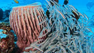 Underwater photograph by Joel Bergsma