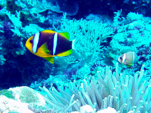 Orange-finned Anemonefish.  See Gerald Allen, et al, Reef Fish Identification - Tropical Pacific (2003) at page 64.