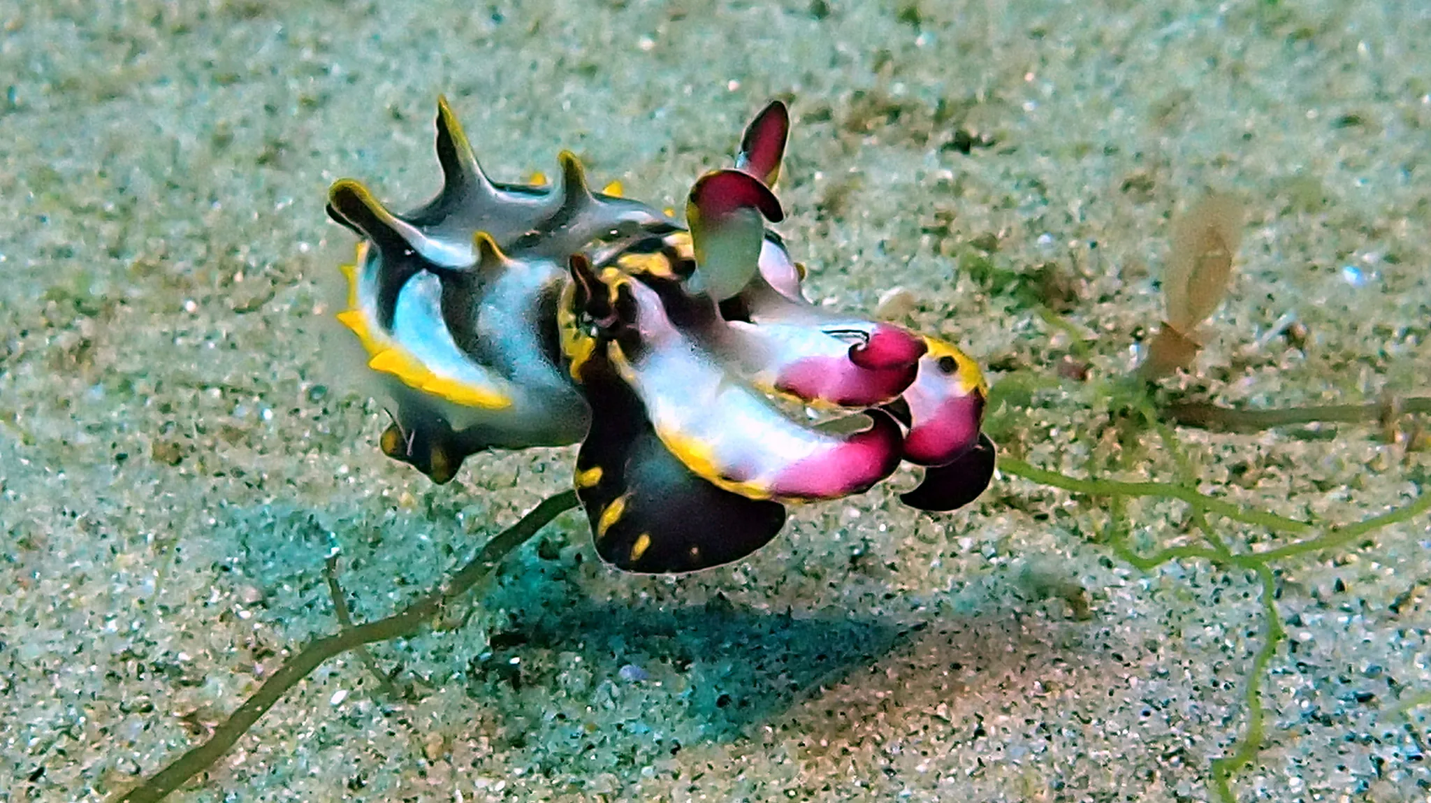 Philippines underwater photograph, 2024