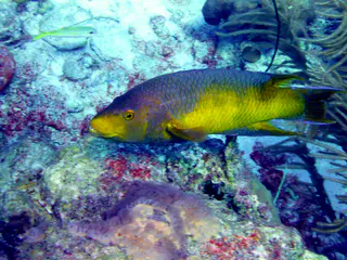 Underwater photograph by Joel Bergsma