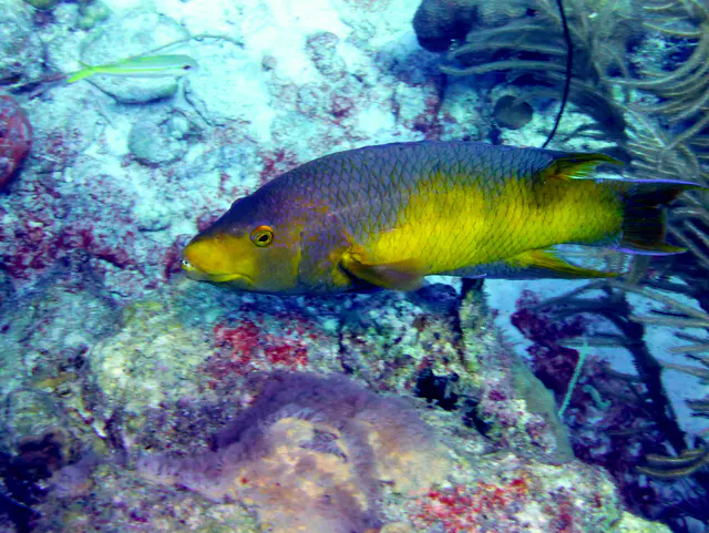 Underwater photograph by Joel Bergsma