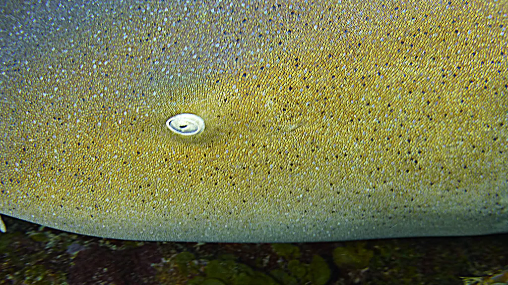 Underwater photograph by Joel Bergsma