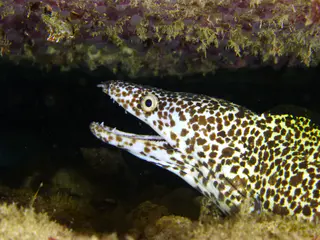 Underwater photograph by Joel Bergsma
