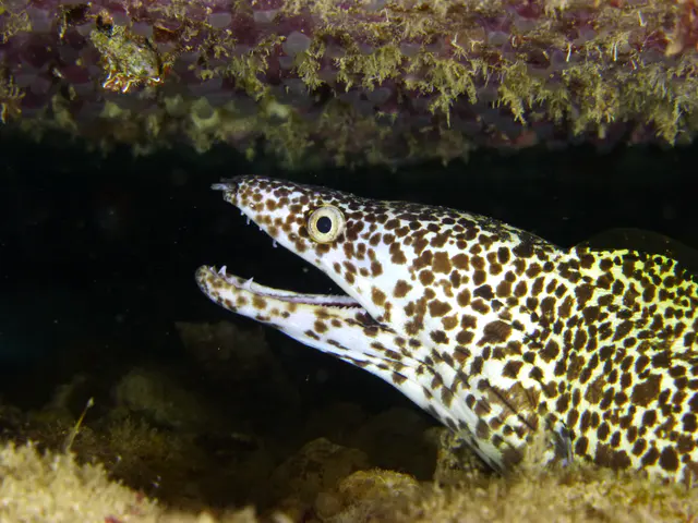 Underwater photograph by Joel Bergsma