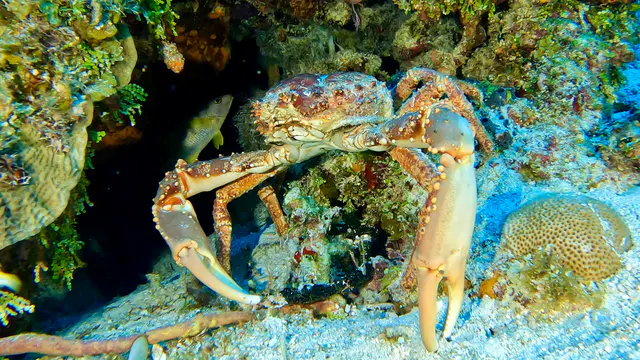 Underwater photograph by Joel Bergsma