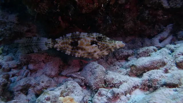 Scrawled Filefish