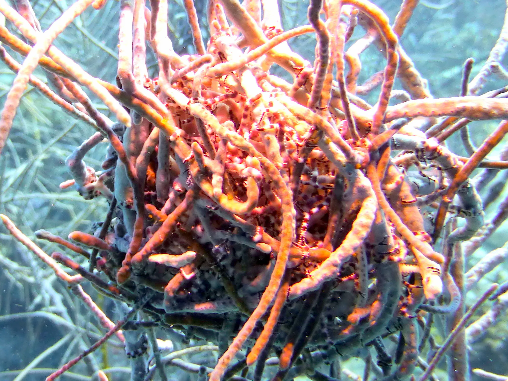 Worm, Bonaire, 2013