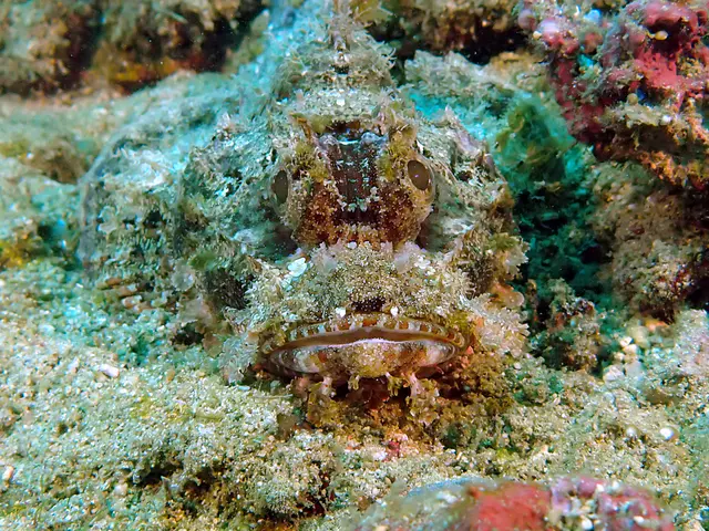 Underwater photograph by Joel Bergsma