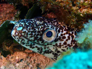 Underwater photograph by Joel Bergsma