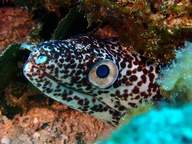 Underwater photograph by Joel Bergsma