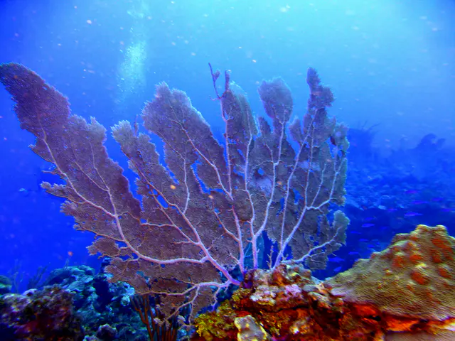 Underwater photograph by Joel Bergsma
