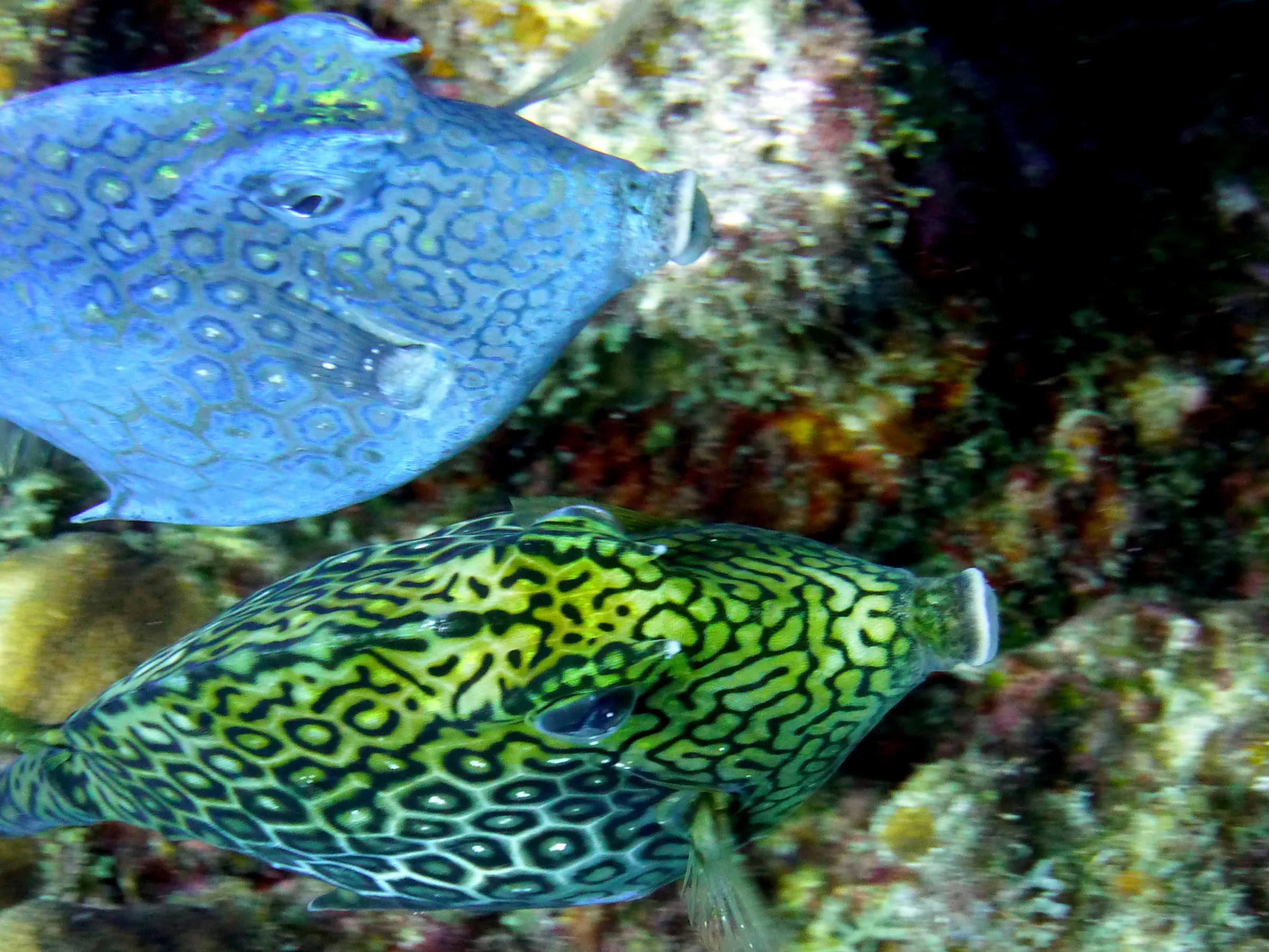 Cowfish, Bonaire, 2013