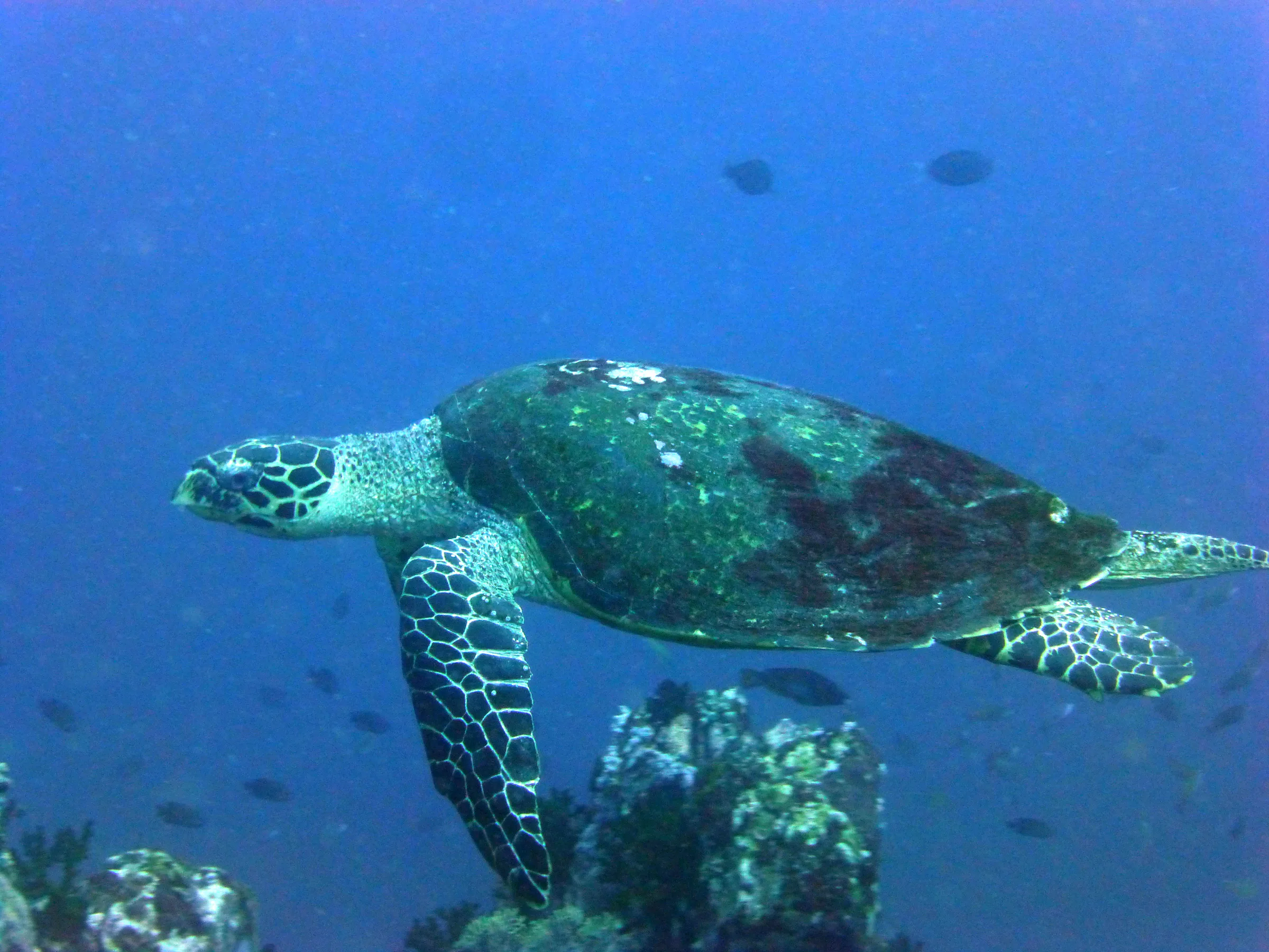 Turtle, Philippines, 2014