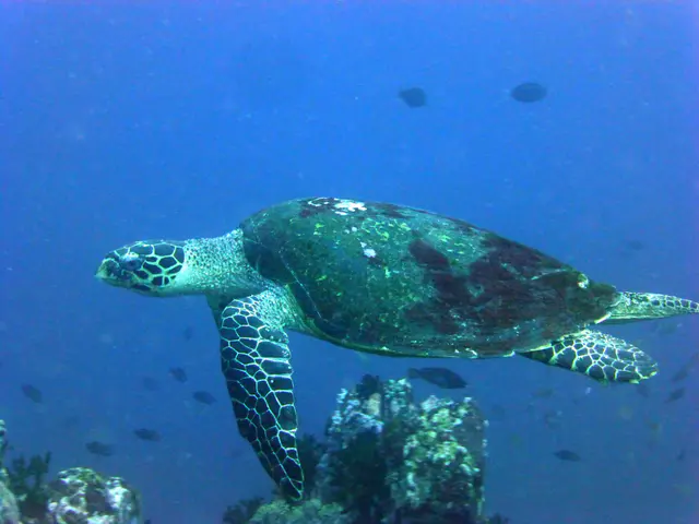Underwater photograph by Joel Bergsma