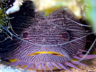 Underwater photograph by Joel Bergsma