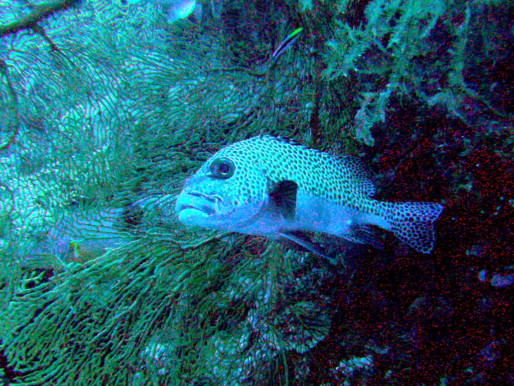 A Many-Spotted Sweetlips takes refuge in a large sea fan found along the Ngerechong Island Outer Drop-Off.  The small deep blue and yellow fish swimming above the Sweetlips is a cleaner wrasse.