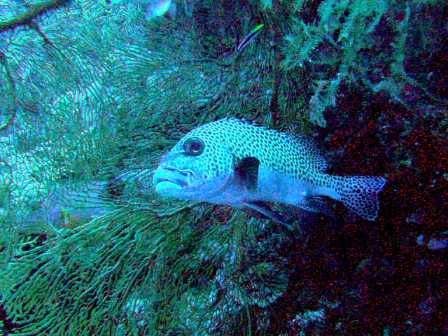 A Many-Spotted Sweetlips takes refuge in a large sea fan found along the Ngerechong Island Outer Drop-Off.  The small deep blue and yellow fish swimming above the Sweetlips is a cleaner wrasse.