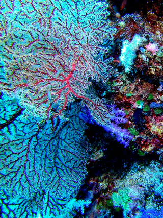 Red sea fan coral. Soft purple coral below it in the center of the photo.