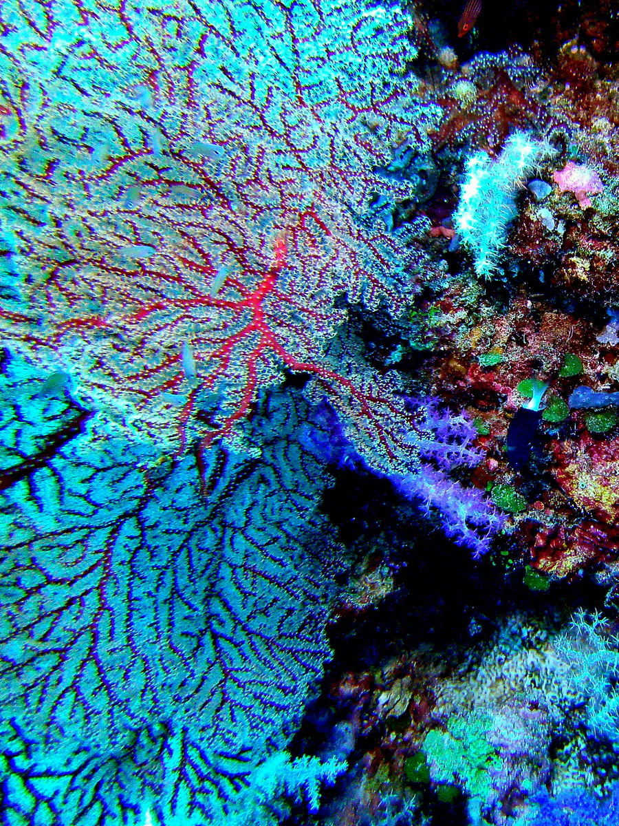 Red sea fan coral. Soft purple coral below it in the center of the photo.