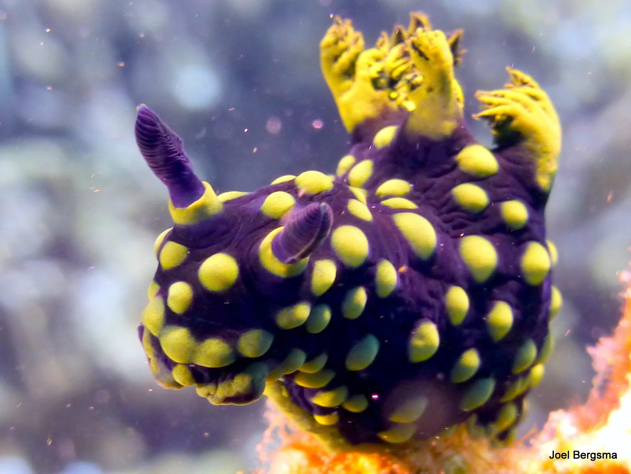Crested Nembrotha Nudibranch, Philippines, 2017