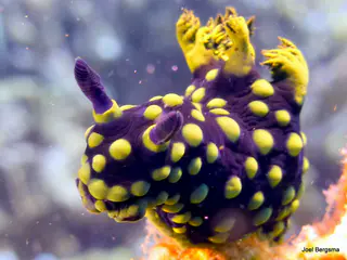 Underwater photograph by Joel Bergsma