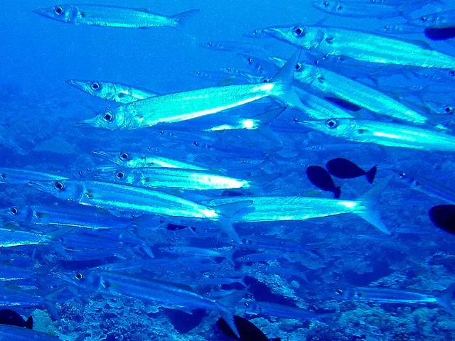 School of Barracuda