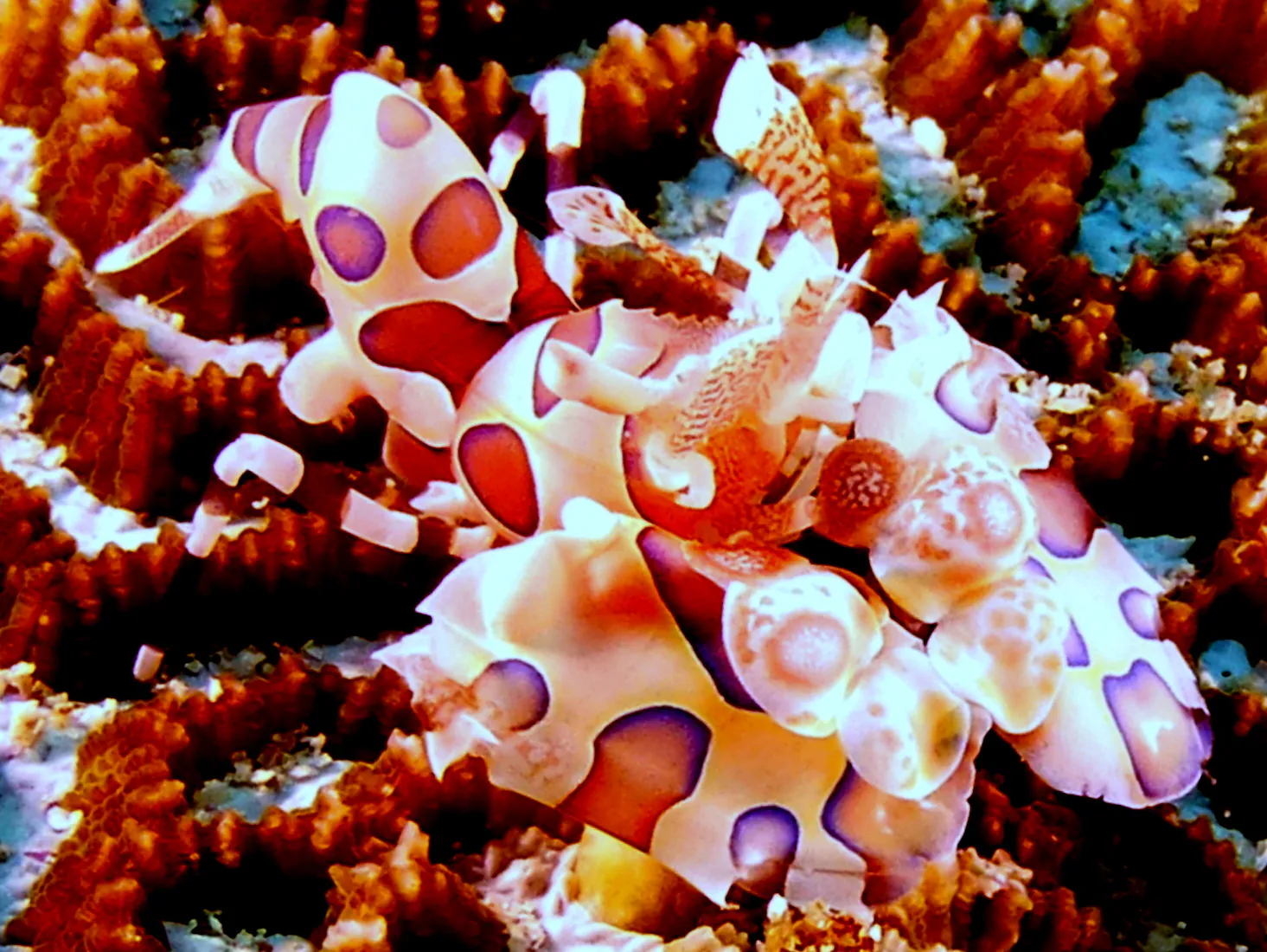 Harlequin Shrimp, Philippines, 2014