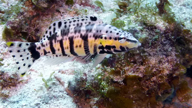 Underwater photograph by Joel Bergsma