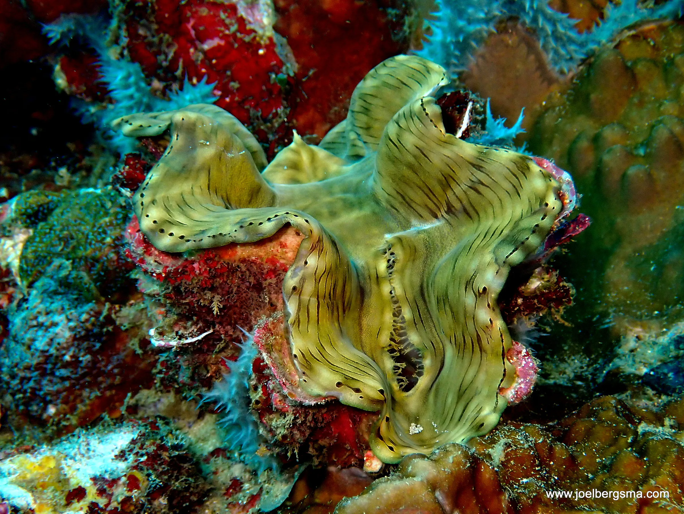 Philippines underwater photograph, 2022